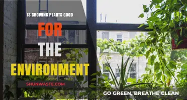 Growing Plants: A Green Solution for Environmental Sustainability and Health