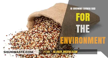 Is Quinoa Cultivation Harming Our Planet? Environmental Impact Explored