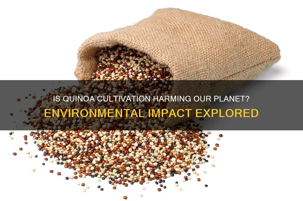 is growing quinoa bad for the environment