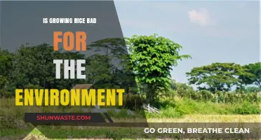 Is Rice Farming Harming Our Planet? Environmental Impact Explored