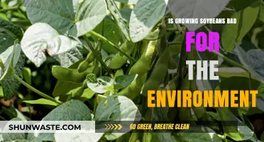 Soybean Cultivation: Environmental Impact and Sustainable Farming Practices