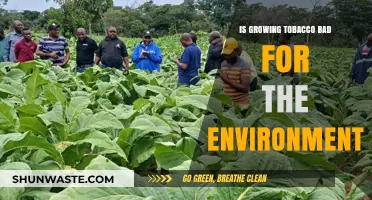 Environmental Impact of Tobacco Farming: Harmful Practices and Sustainable Alternatives