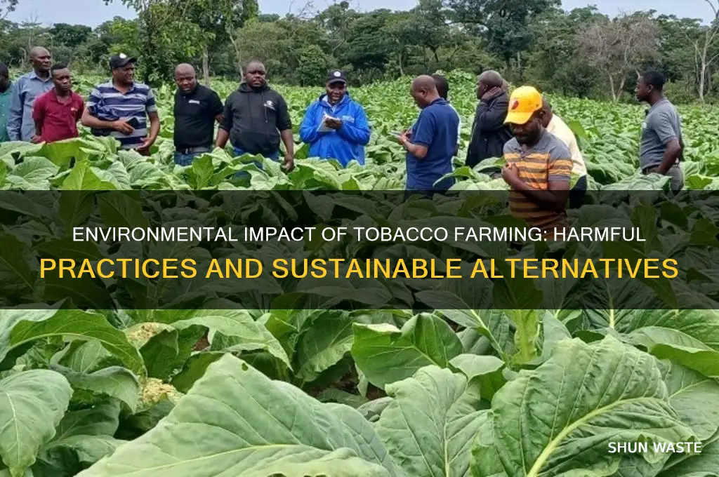is growing tobacco bad for the environment