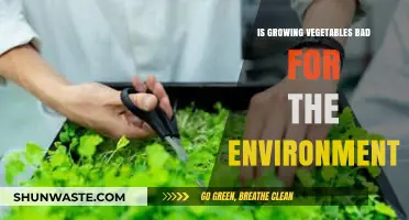 Is Vegetable Gardening Eco-Friendly? Uncovering the Environmental Impact