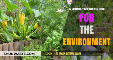 Eco-Friendly Gardening: How Growing Your Own Veg Benefits the Planet
