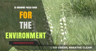Growing Yucca: Eco-Friendly Benefits and Environmental Impact Explained