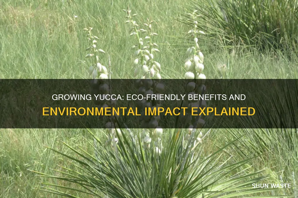 is growing yucca good for the environment
