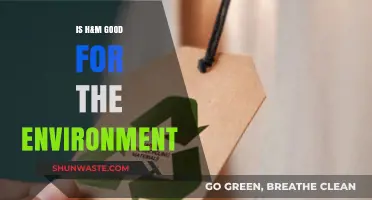 Is H&M Eco-Friendly? Uncovering the Brand's Environmental Impact