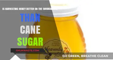 Honey vs. Cane Sugar: Which Sweetener is Greener for Our Planet?