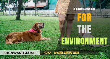 Paws for Thought: The Environmental Impact of Owning a Dog