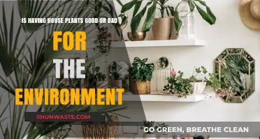 House Plants: Eco-Friendly Allies or Hidden Environmental Foes?