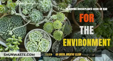 Houseplants: Eco-Friendly Allies or Hidden Environmental Culprits?