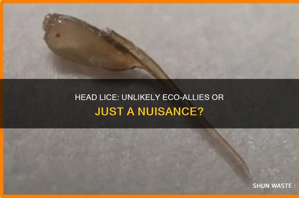 is head lice helpful to the environment