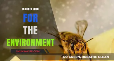 Honey's Environmental Impact: Benefits, Bees, and Biodiversity Explained