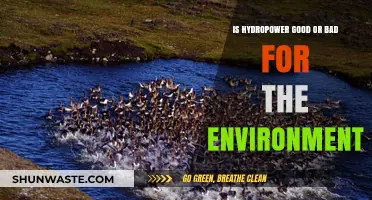 Hydropower's Environmental Impact: Balancing Renewable Energy and Ecosystem Concerns
