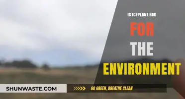 Is Ice Plant an Eco-Friendly Choice or Environmental Threat?