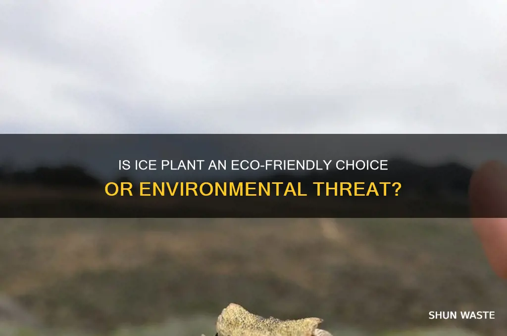 is iceplant bad for the environment