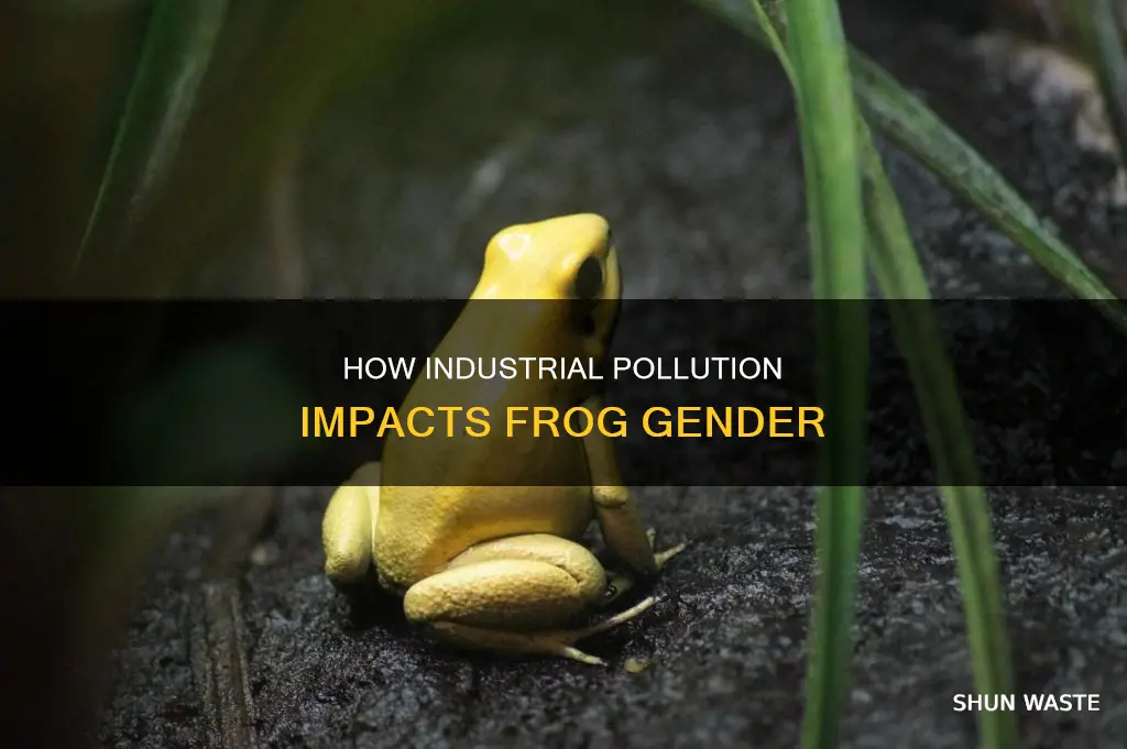 is industrial pollution making frogs change sex