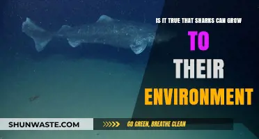 Sharks and Their Environment: Do They Really Grow to Fit?