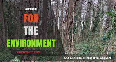 Is Ivy Eco-Friendly? Uncovering Its Environmental Impact and Benefits
