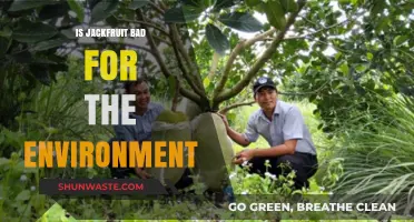 Is Jackfruit Eco-Friendly? Environmental Impact of Jackfruit Farming Explained