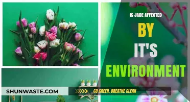 How Environmental Factors Influence Jade's Color and Durability