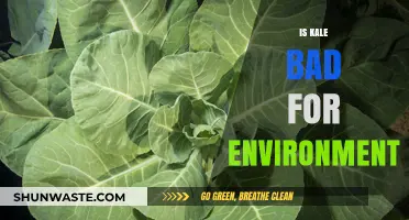 Kale's Environmental Impact: Sustainable Superfood or Eco-Unfriendly Trend?