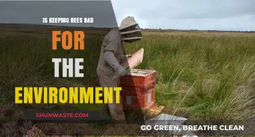 Are Bees Harmful? Debunking Environmental Concerns of Beekeeping