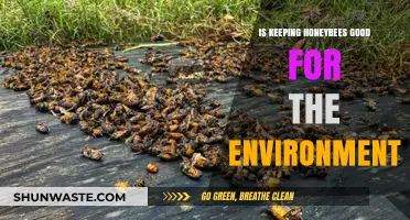 Are Honeybees Eco-Friendly? Exploring Their Environmental Impact and Benefits