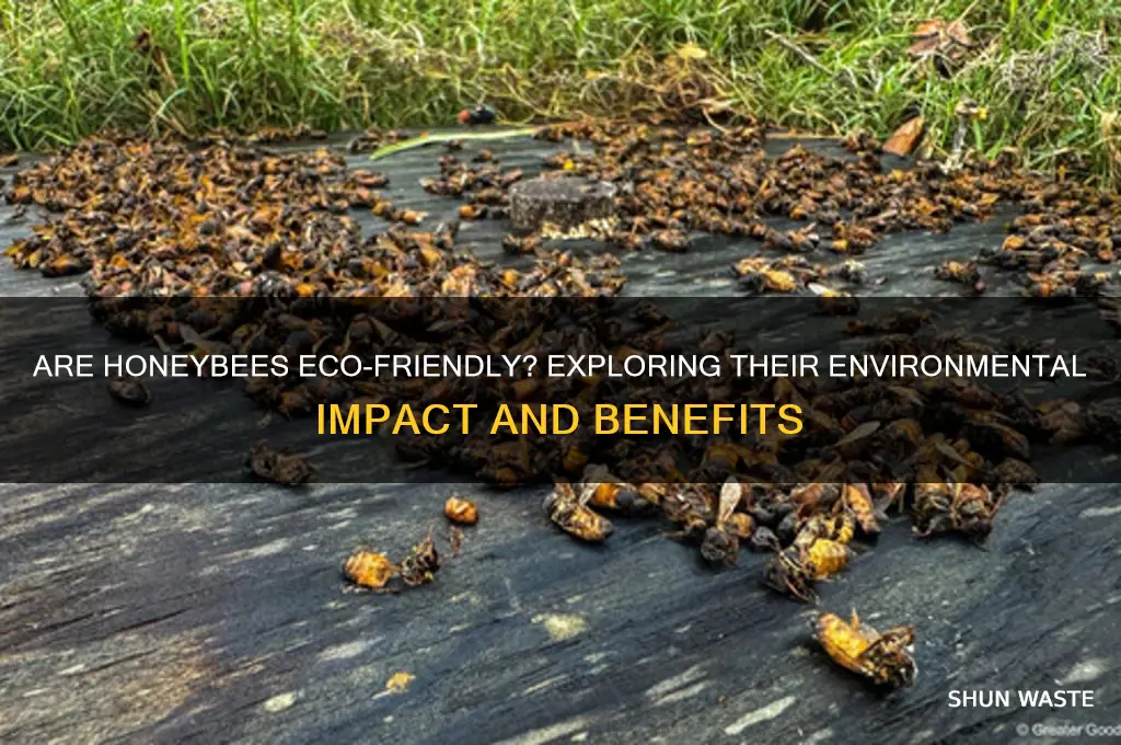 is keeping honeybees good for the environment