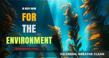 Kelp's Environmental Impact: Sustainable Benefits and Ecosystem Support Explained