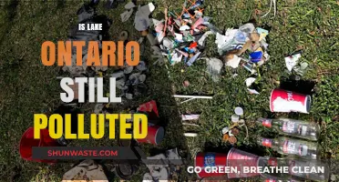 Lake Ontario's Pollution Problem: Is It Still Polluted?