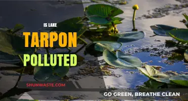 Lake Tarpon's Pollution Problem: Is It Too Late?