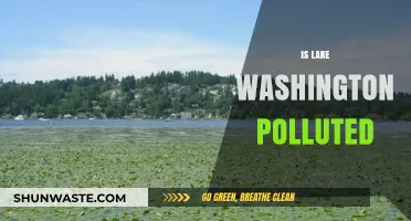 Lake Washington: Polluted or Pristine?