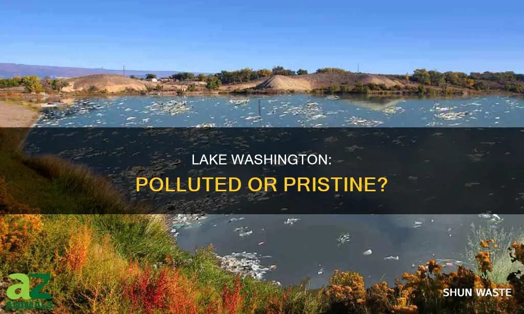 is lake washington polluted