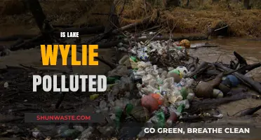 Lake Wylie's Pollution Problem: What's the Deal?