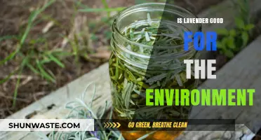 Lavender's Eco-Friendly Impact: Benefits and Environmental Sustainability Explained