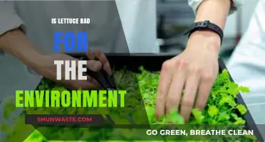 Is Lettuce Eco-Friendly? Uncovering Its Environmental Impact and Sustainability