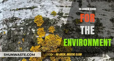 Lichen's Environmental Impact: Uncovering Nature's Tiny Ecological Powerhouse