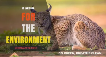 Is Lynx Environmentally Harmful? Exploring Its Ecological Impact and Sustainability