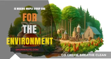 Maple Syrup Production: Environmental Impact and Sustainable Practices Explored