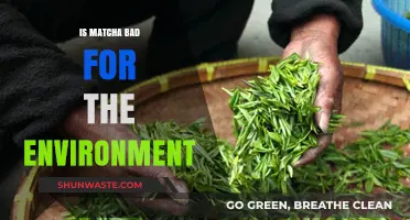 Matcha's Environmental Impact: Sustainable Superfood or Eco-Friendly Myth?