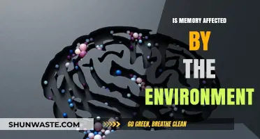 How Surroundings Shape Memory: Exploring Environmental Impacts on Recall
