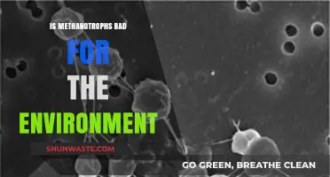 Methanotrophs: Environmental Allies or Hidden Ecological Threats?