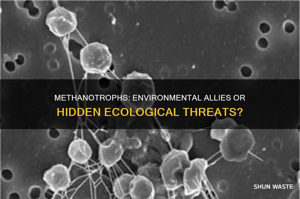 is methanotrophs bad for the environment