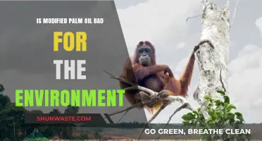 Is Modified Palm Oil Harming Our Planet? Environmental Impact Explored