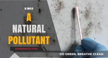Mold: Nature's Unseen Pollutant