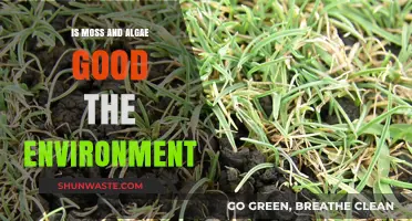 Moss and Algae: Unsung Heroes of Environmental Health and Balance