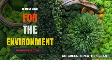 Moss: Unsung Hero or Environmental Ally? Exploring Its Green Impact
