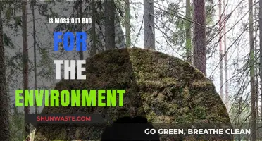 Is Moss Out Harmful? Environmental Impacts and Sustainability Concerns